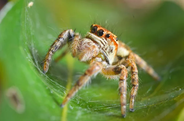 Spindlar som hoppning orange i naturen i makro Visa. — Stockfoto