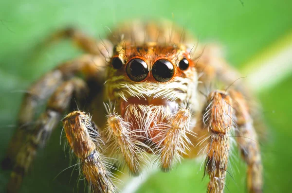 Zobacz pająki skoki orange w przyrodzie w makro. — Zdjęcie stockowe