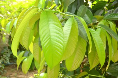 Mangosteen yaprakları doğal olarak ayrılır.