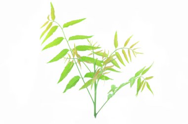 Neem yaprağı dal.