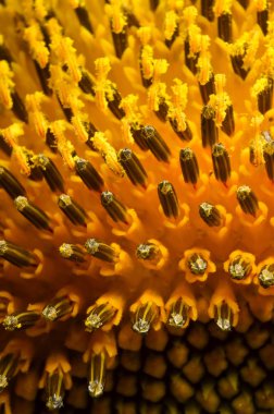 Keskin dikenli ayçiçeği polen