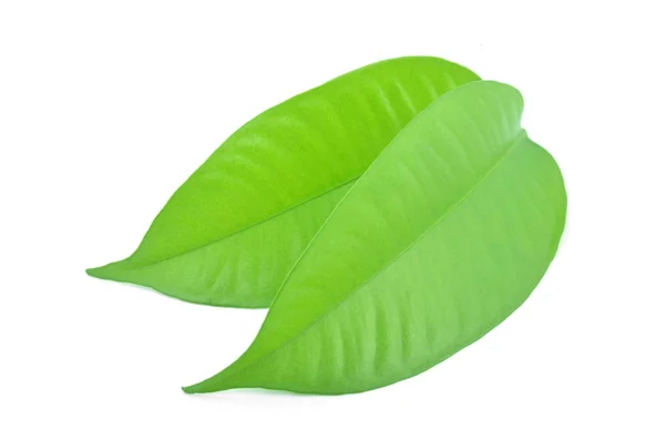 Las hojas del Mangostán son de color verde brillante . —  Fotos de Stock