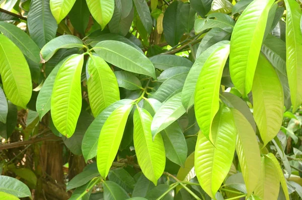 Folhas de mangostão são quebradas em natural . — Fotografia de Stock