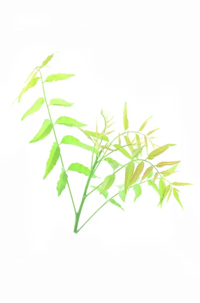 Oddział liści neem. — Zdjęcie stockowe