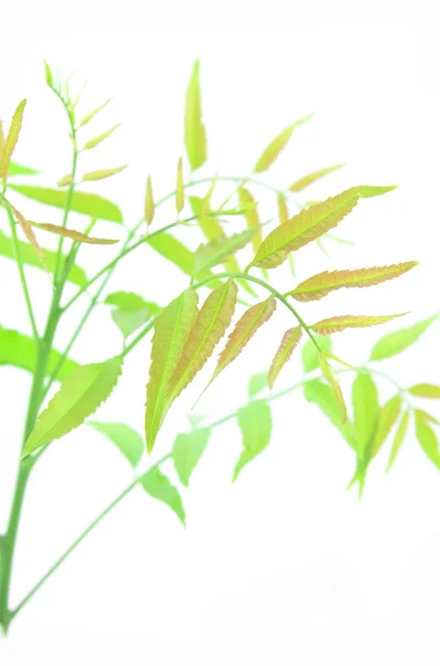 Neem leaves branch. — Stock Photo, Image