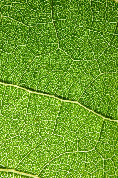 Feuilles vertes de tournesols . — Photo