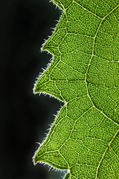 Groene bladeren met zonnebloemen — Stockfoto