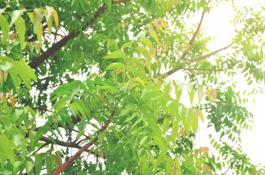 Doğada neem yaprağı.