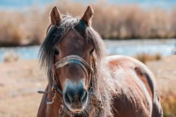 Tiere Altai-Mongolei — Stockfoto