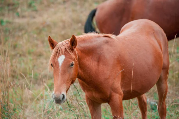 Tiere Pferdeleben — Stockfoto