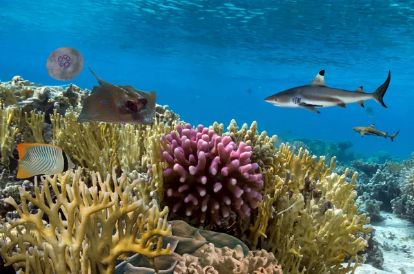 Υποβρύχια σκηνή. Κοραλλιογενή ύφαλο, ομάδες πολύχρωμα ψάρια, καρχαρίες — Φωτογραφία Αρχείου
