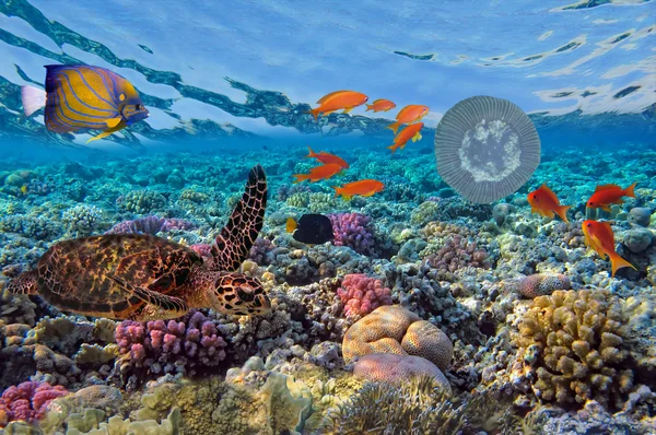 Tortuga verde (Chelonia mydas) y Coral Reef Scene con Tropical — Foto de Stock