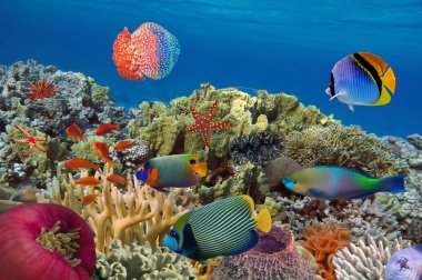 Deniz yıldızı ve renkli tropikal balık ile mercan Bahçe