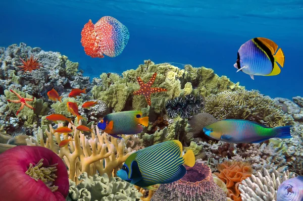 Jardín de coral con estrellas de mar y coloridos peces tropicales — Foto de Stock