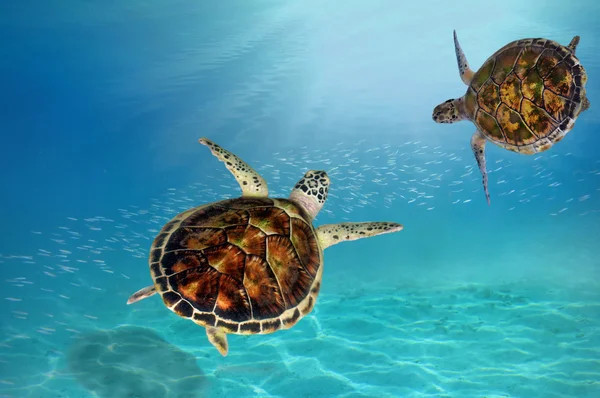 Hawks bill sea turtle dive down into the deep blue ocean — Stock Photo, Image