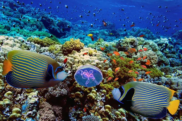 Koraal rif met harde en zachte koralen — Stockfoto