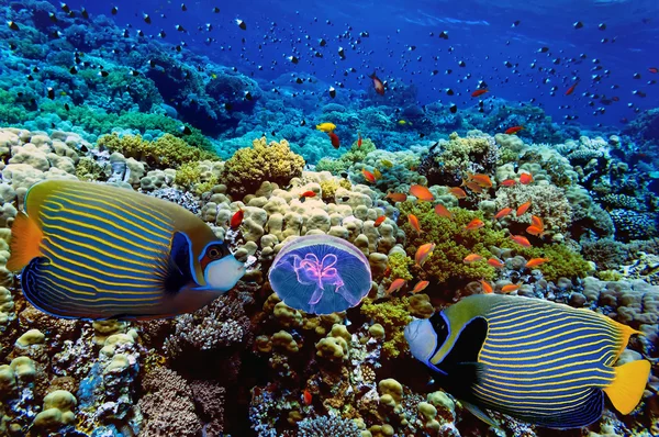 Arrecife de coral con corales blandos y duros —  Fotos de Stock