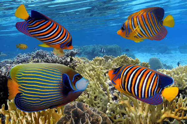 Färgglada rev undervattenslandskap med fiskar och koraller — Stockfoto
