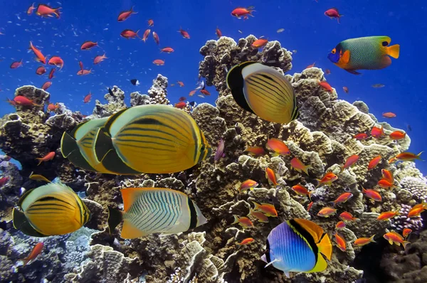 Poissons tropicaux sur le récif corallien en mer Rouge — Photo