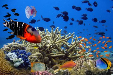 fotoğraf üzerinde bir mercan kayalığı tropikal balık