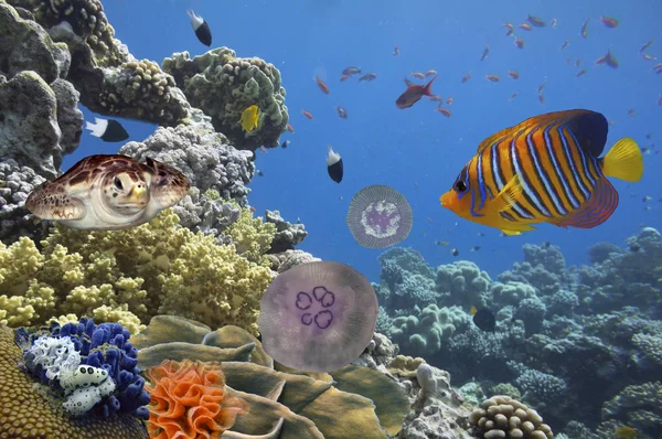 Tropische Fische und Steinkorallen im Roten Meer — Stockfoto