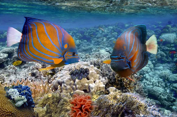 Poissons tropicaux et coraux durs en Mer Rouge, Egypte — Photo