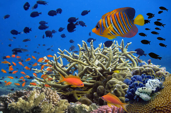 Coral reef underwater panorama with school of colorful tropical 