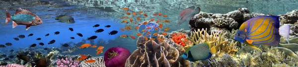 Coral reef onderwater panorama met school van kleurrijke tropische — Stockfoto