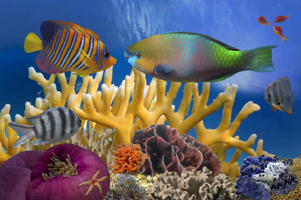 Тропическая рыба на коралловом рифе в Красном море
