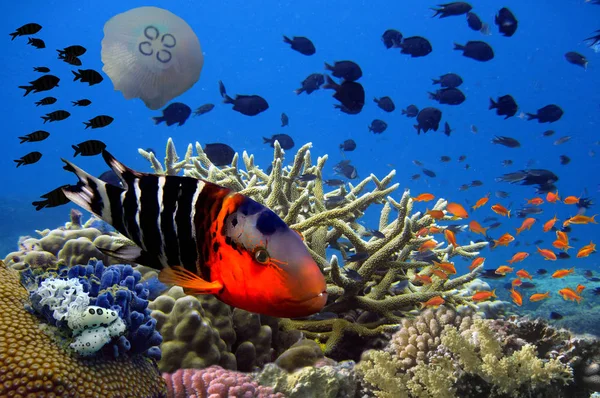 Image sous-marine de récifs coralliens et de poissons tropicaux — Photo