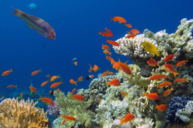 balıklar ve mercan, renkli resif sualtı yatay