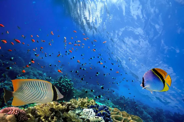 Unterwasserszene, die verschiedene bunte Fische beim Schwimmen zeigt — Stockfoto