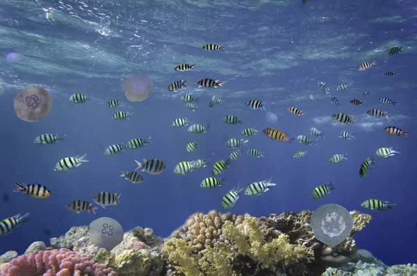 Shoal de Sargentos de la Tijera — Foto de Stock