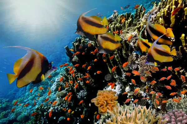 홍 해에서 하드 산호와 열대어 — 스톡 사진