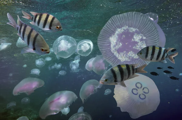 Egy csoport a Hold medúza (aka. Aurelia aurita) — Stock Fotó