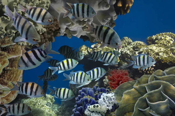 Shoal of Scissortail Sergeants. Red Sea — Stock Photo, Image