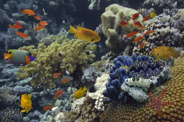 Foto de un pez tropical en un arrecife de coral. Mar Rojo — Foto de Stock