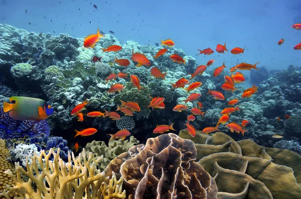 Pesci tropicali e coralli duri Immagine Stock