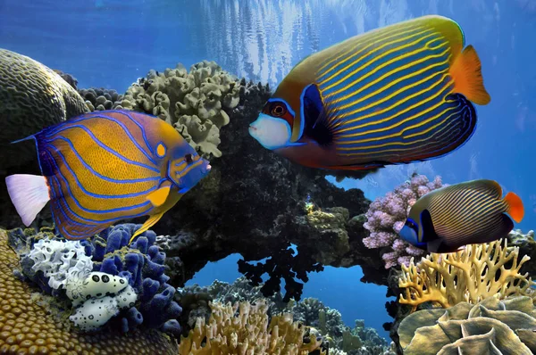 Angelfish (Pomacanthidae). Red Sea — Stock Photo, Image