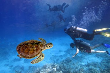 Mısır, Kızıldeniz, fotoğraf, dalgıçlar ve dev kaplumbağa