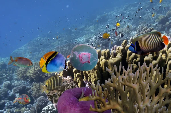 Scène sous-marine, montrant différents poissons colorés nageant — Photo