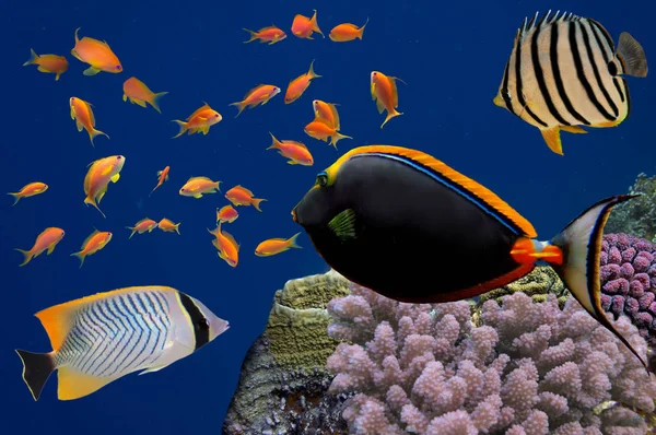 Trópusi halak és kemény korallok, a Vörös tenger, Egyiptom — Stock Fotó