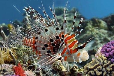 Spotfin Lionfish 