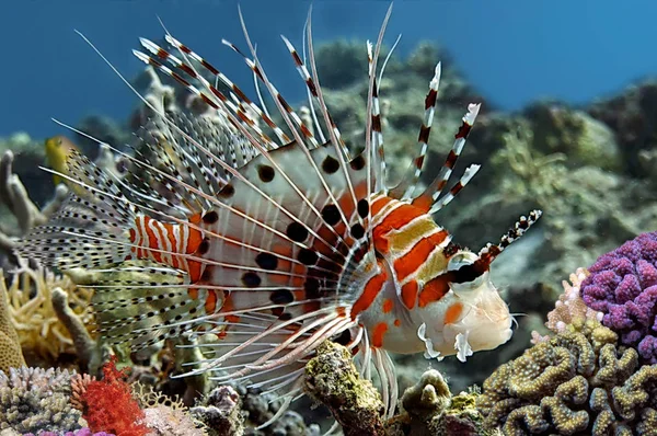 Spotfin Lionfish — стокове фото