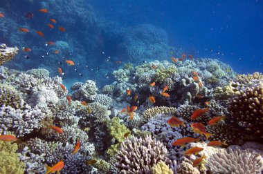 Güney Sina 'daki resiflerde mercan türleri bulunur. Mısır