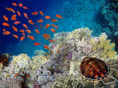 The Best Coral Reef Locations: Red Sea are the largest natural structures in the world clipart
