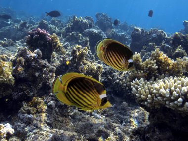 Kızıl Deniz 'in sualtı dünyası. Mısır