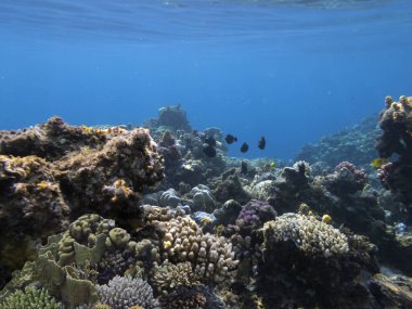 Mercanları ve tropikal balıkları olan harika ve güzel sualtı dünyası.