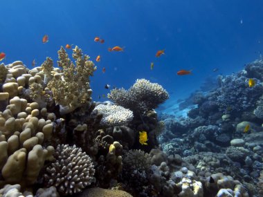 En iyi mercan resifleri, Kızıl Deniz 'in güney kesimlerindeki en büyük doğal yapılardır.