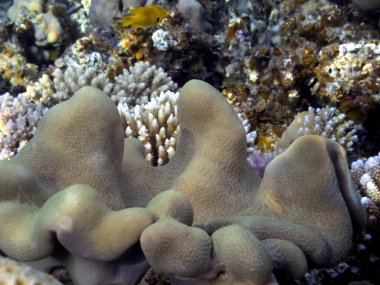 En iyi mercan resifleri, Kızıl Deniz 'in güney kesimlerindeki en büyük doğal yapılardır.
